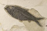 Shale With Five, Large Fossil Fish (Knightia) - Wyoming #163447-2